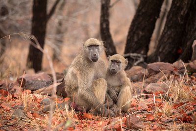 Parc national Kruger, deux singes vervets - Unbekannt Unbekannt